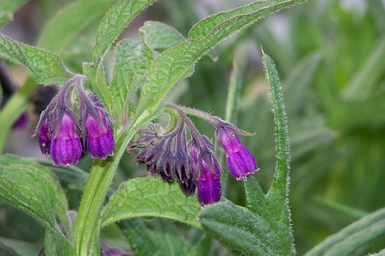 Comfrey dzemdes kakla osteohondrozes ārstēšanai