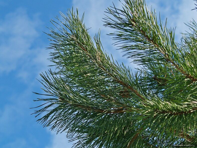 adatas dzemdes kakla osteohondrozes ārstēšanai