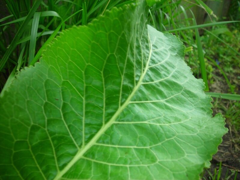 mārrutki dzemdes kakla osteohondrozei